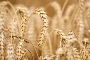 Wheat export banned by India with immediate effect